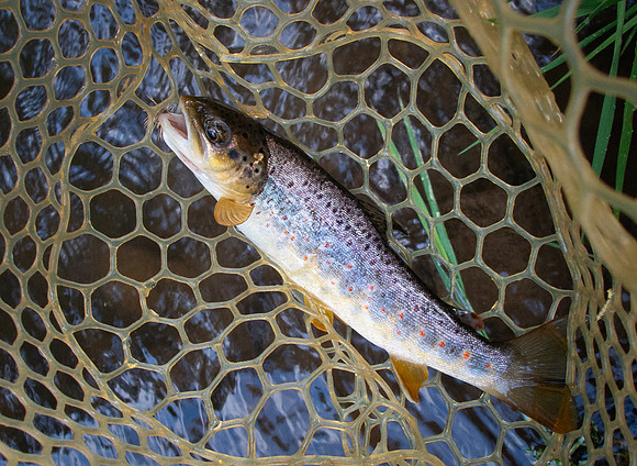 Dryfly Brown