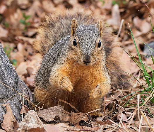Fox Squirrel
