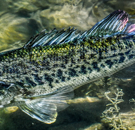 Largemouth Bass Release