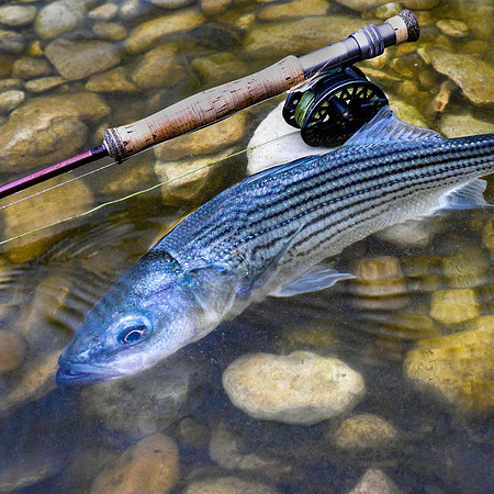 Striped Bass on Clouser Minnow Version 2