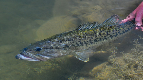 LMB Release