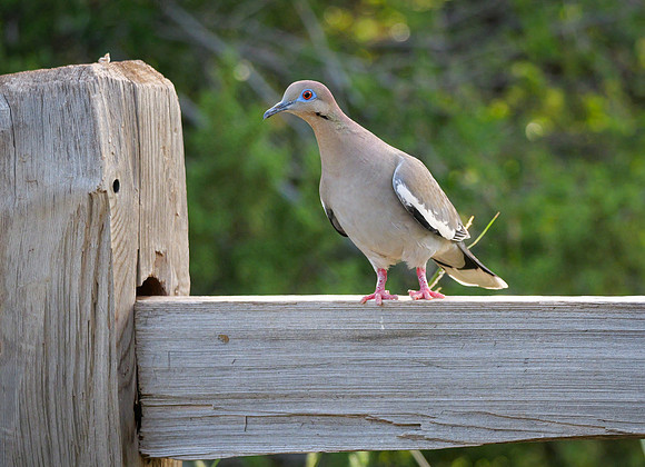 White Wing Dove