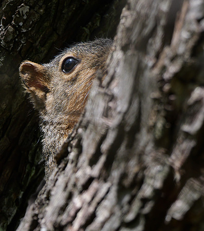Fox Squirrel