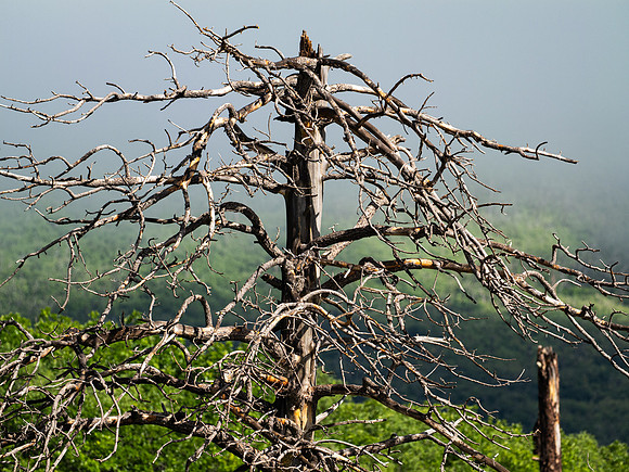 Copyright 2025 Mark Kolanowski