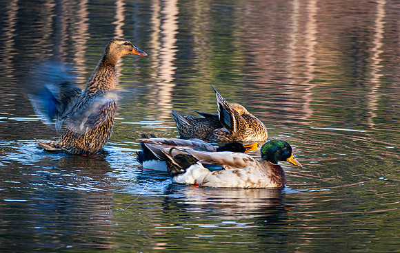 Mallards at Daingerfield SP TX