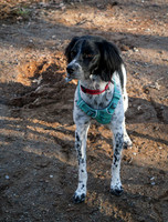 Camp Dog