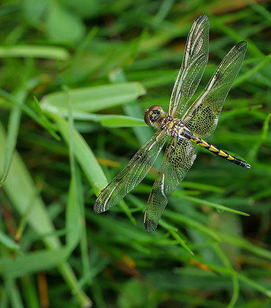 Dragonfly