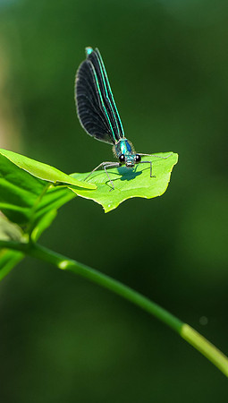 Damselfly