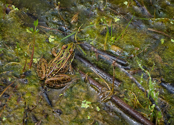 Leopard Frog
