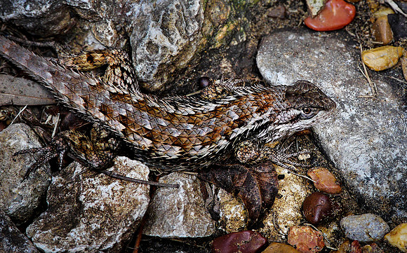 Western Fence Lizard