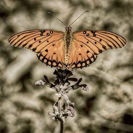 Gulf Fritillary Butterfly