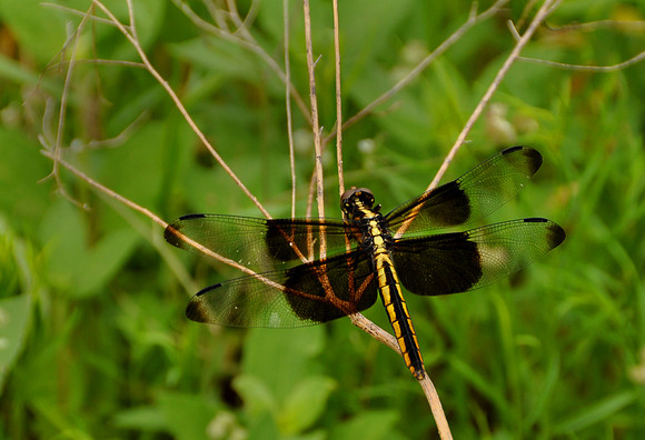 Widow Skimmer