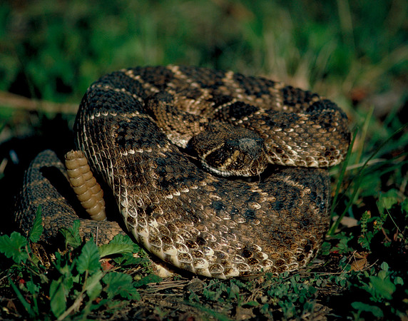 Diamondback Rattle Snake TX