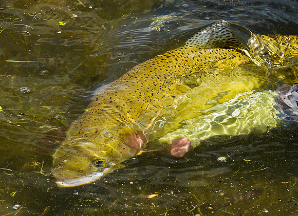 Rainbow Release