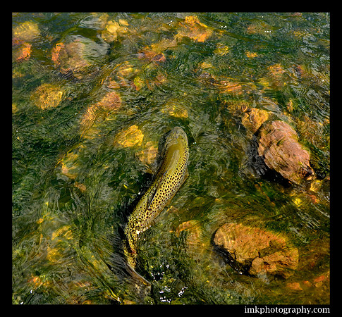 Troutscape CO