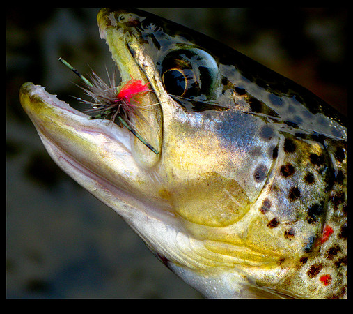 Trout on Fluff Beast