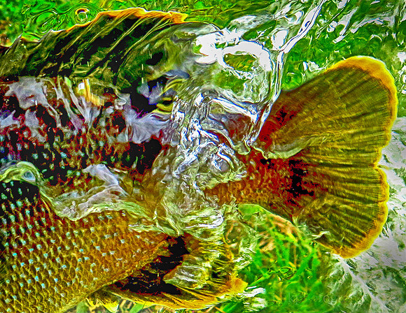 Green Sunfish in Photarium