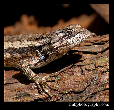 Fence Lizard