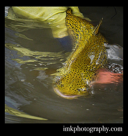 Suresh's Dream Stream Brown CO