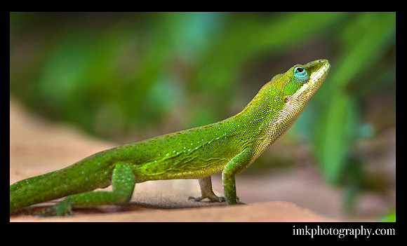 Green Anole
