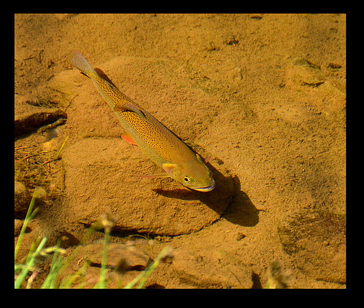 Cruising Cutthroat