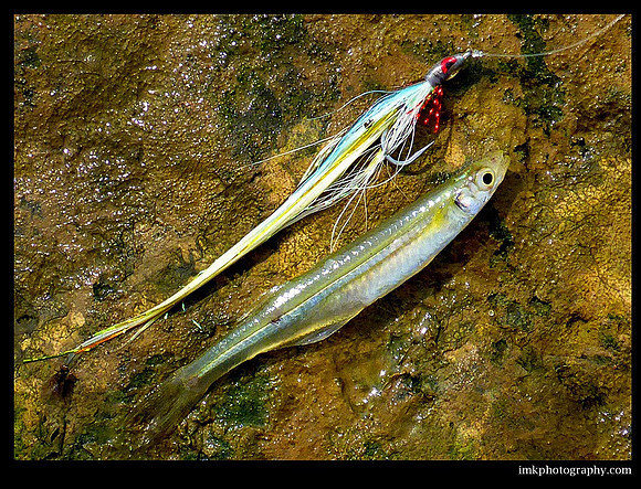 Deceiver w/ Baitfish