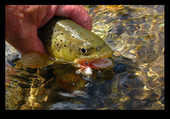 Brown Trout on PMX