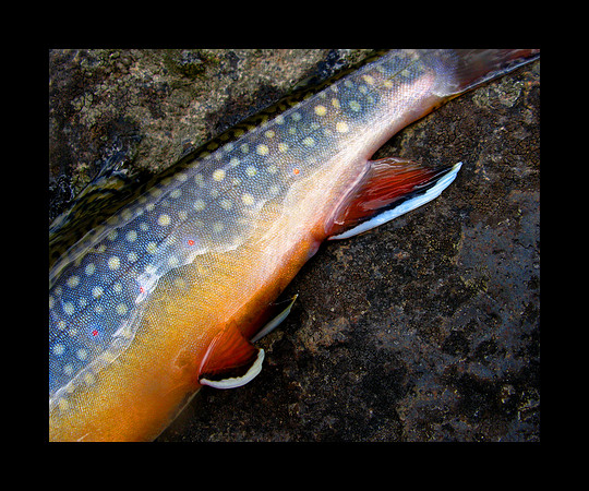 Brook Trout in Detail