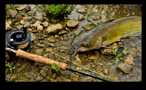 Catfish on Fly Rod TX