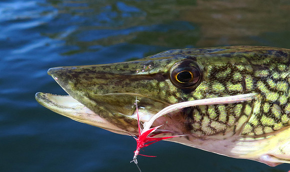 Chain Pickeral on the Fly TX