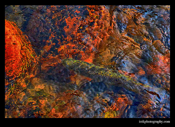 Molten  Trout Scape