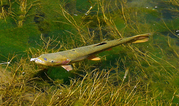 Brown Trout @ Eleven Mile Canyon
