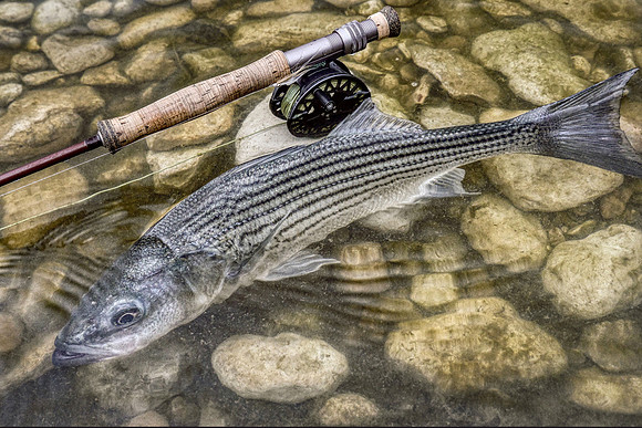 Striper on the Fly