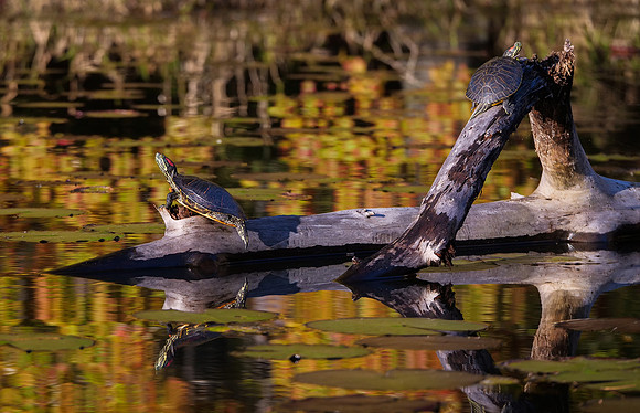 Red Ear Sliders @ Daingerfield SP TX