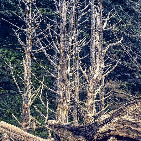 Olympic NP Coastal trees
