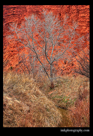 Flame Tree Palo Duro Canyon TX