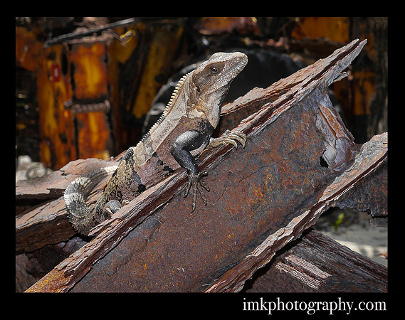 Black Spiny Tailed Iguana