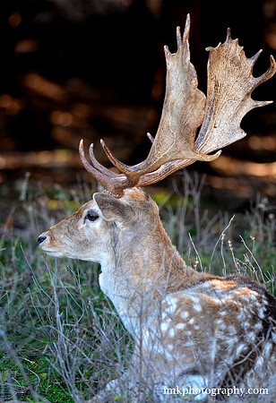 Fallow Deer @ Fossil Rim