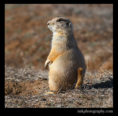 Black Tail Prairie Dog