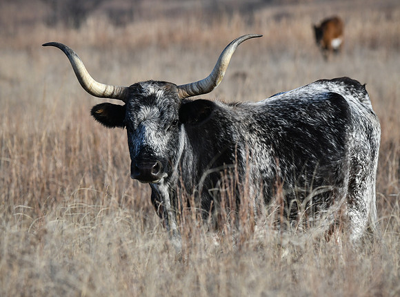 Texas Longhorn