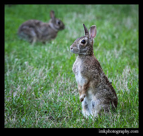 Eastern Cottontails