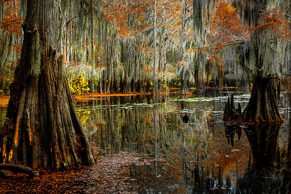 Caddo Lake Mill Pond TX