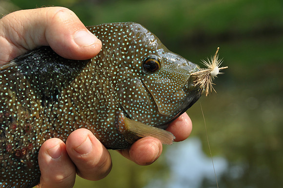 Rio Grande Perch