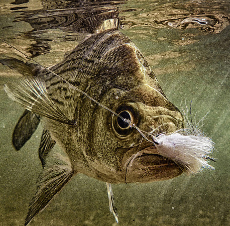 Sandbass on the Fly