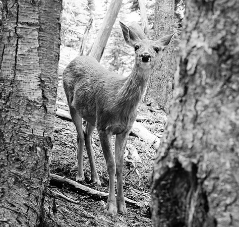 Blacktail Deer WA