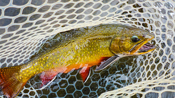Brook Trout CO