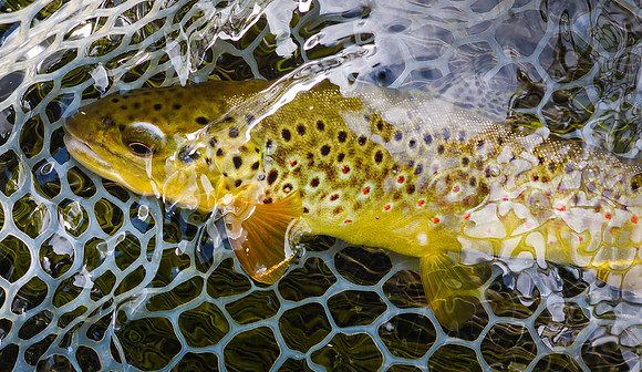 Brown Trout on Dryfly