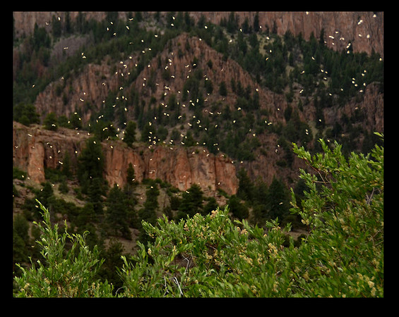 Caddis Hatch on Rio Grande