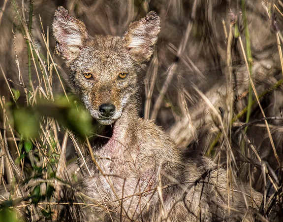 Coyote Mansfield TX