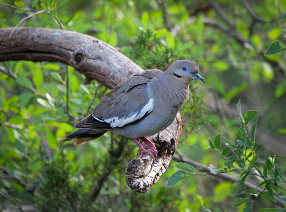 White Wing Dove